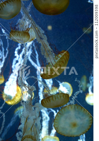 日本神奈川縣水族館裡的水母 日本神奈川縣水族館裡的水母 112009398