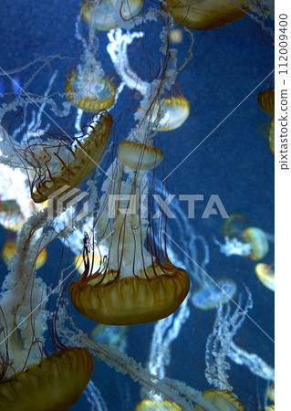 日本神奈川縣水族館裡的水母 112009400