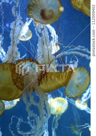 日本神奈川縣水族館裡的水母 日本神奈川縣水族館裡的水母 112009402