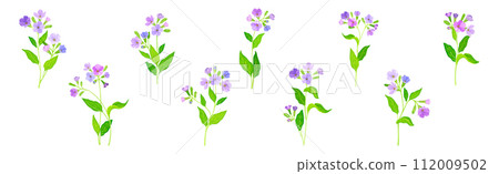 Lungwort or Pulmonaria Flowering Plant with Violet Inflorescence Vector Set Lungwort or Pulmonaria Flowering Plant with Violet Inflorescence Vector Set 112009502
