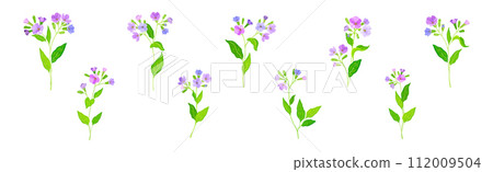 Lungwort or Pulmonaria Flowering Plant with Violet Inflorescence Vector Set Lungwort or Pulmonaria Flowering Plant with Violet Inflorescence Vector Set 112009504