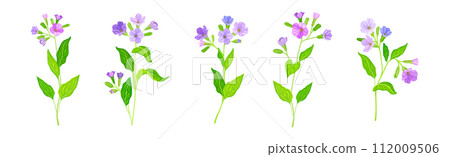 Lungwort or Pulmonaria Flowering Plant with Violet Inflorescence Vector Set Lungwort or Pulmonaria Flowering Plant with Violet Inflorescence Vector Set 112009506