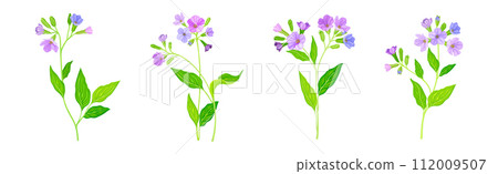 Lungwort or Pulmonaria Flowering Plant with Violet Inflorescence Vector Set 112009507