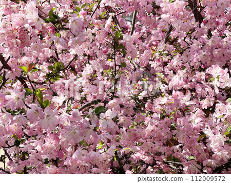 春季賞花：盛開的櫻花染成粉紅色 112009572
