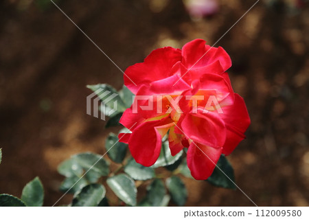 荒尾市少女公民花壇玫瑰花, 荒尾市少女公民花壇玫瑰花, 112009580