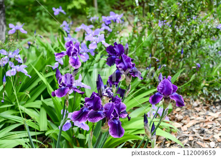 Germany iris Germany iris 112009659