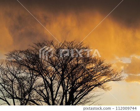 A dead winter tree dyed by the beautiful sunset A dead winter tree dyed by the beautiful sunset 112009744