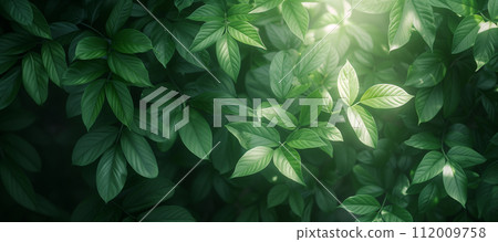 Close-up of fresh green leaves bathed in soft sunlight, highlighting details and textures in a natural setting. Close-up of fresh green leaves bathed in soft sunlight, highlighting details and textures in a natural setting. 112009758