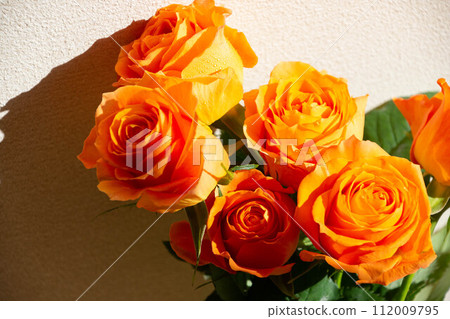 橙色的玫瑰 112009795