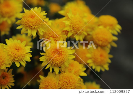 Yellow chrysanthemum flower 112009857