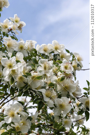 養蜂人的花園～白花盛開 112010317