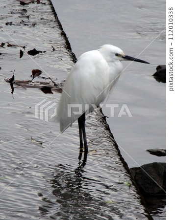 是冷的！ （一隻白鷺低著脖子站立） 112010338
