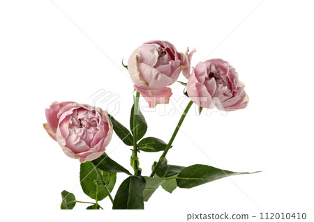PNG, fresh flower, isolated on white background. 112010410