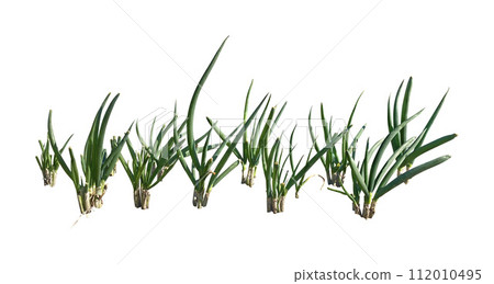 onion vegetable material 112010495