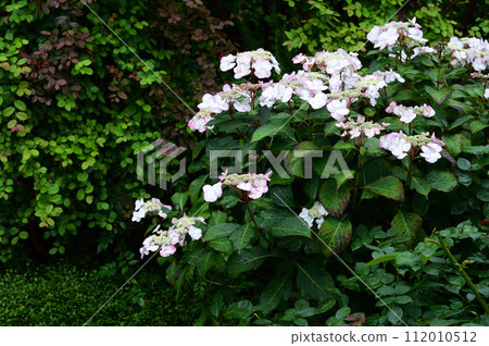 開花在寺廟的八仙花屬 開花在寺廟的八仙花屬 112010512