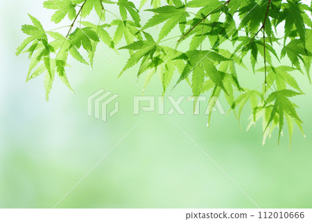 藍色的秋天的樹葉在雨中變濕 藍色的秋天的樹葉在雨中變濕 112010666