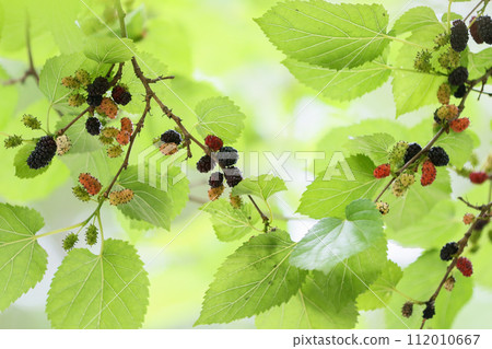 Mulberries (horizontal photo) Mulberries (horizontal photo) 112010667