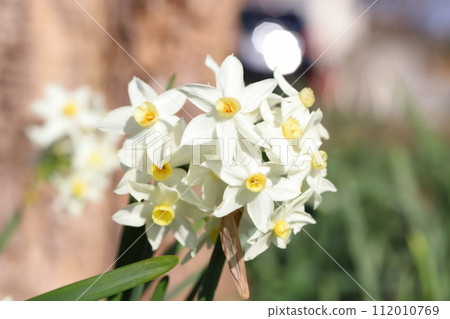 White daffodil flowers blooming in the garden in winter White daffodil flowers blooming in the garden in winter 112010769