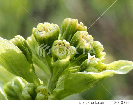 Close-up of butterbur buds (butterbur buds and flowers starting to bloom) Close-up of butterbur buds (butterbur buds and flowers starting to bloom) 112010834