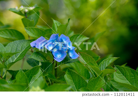 Blue-purple hydrangeas and copy space 112011411