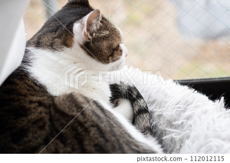 Cat relaxing by the window Kijitora Shiro Cat relaxing by the window Kijitora Shiro 112012115