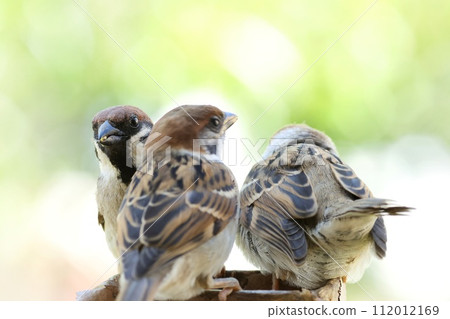 麻雀家族、兩隻羽翼豐滿的小雞和親鳥乞討食物 麻雀家族、兩隻羽翼豐滿的小雞和親鳥乞討食物 112012169