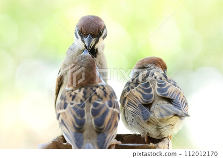麻雀家族、兩隻羽翼豐滿的小雞和親鳥乞討食物 麻雀家族、兩隻羽翼豐滿的小雞和親鳥乞討食物 112012170