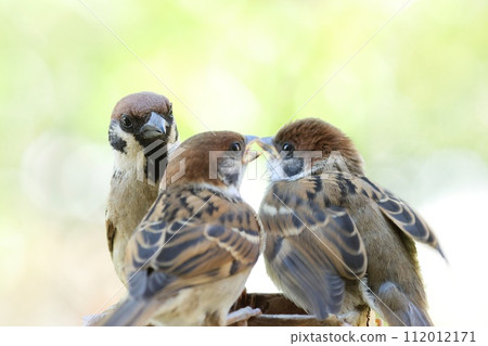 麻雀家族、兩隻羽翼豐滿的小雞和親鳥乞討食物 麻雀家族、兩隻羽翼豐滿的小雞和親鳥乞討食物 112012171