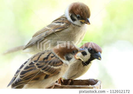 Sparrow family, two fledged chicks and parent bird begging for food 112012172