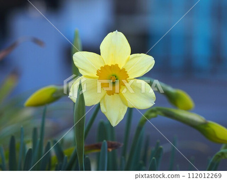 Close-up of cream colored daffodil flowers 112012269