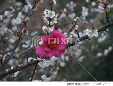 Plum blossoms telling the spring 112012308