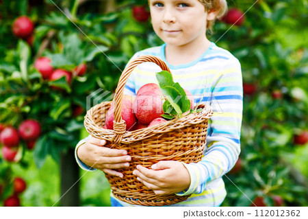 Close-up of basket holding by kid boy picking and eating red apples on organic farm, autumn outdoors. Funny little preschool child having fun with helping and harvesting. 112012362