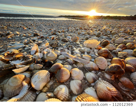 Sea shells on wet sand. Summer North sea in Zandvoort, the Netherlands Sea shells on wet sand. Summer North sea in Zandvoort, the Netherlands 112012369