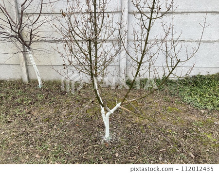 Painting tree trunks with a protective mixture 112012435