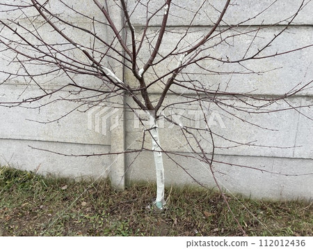 Painting tree trunks with a protective mixture 112012436