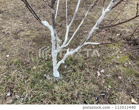 Painting tree trunks with a protective mixture 112012440