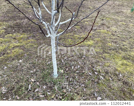 Painting tree trunks with a protective mixture 112012441