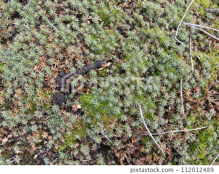 Green moss grew on the ground in the forest 112012489