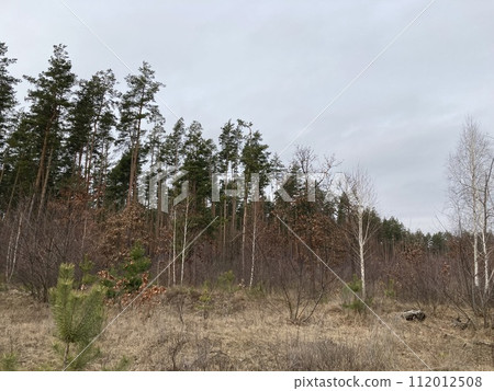 Young forest before the spring 112012508