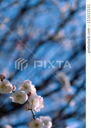 White plum and blue sky White plum and blue sky 112012531
