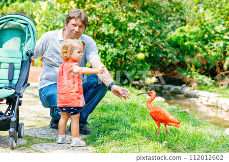 Cute adorable toddler girl and dad feeding red ibis bird in a zoo or zoological garden. Happy heathy child and man having fun with giving animals food in park. Active leisure for family in summer 112012602