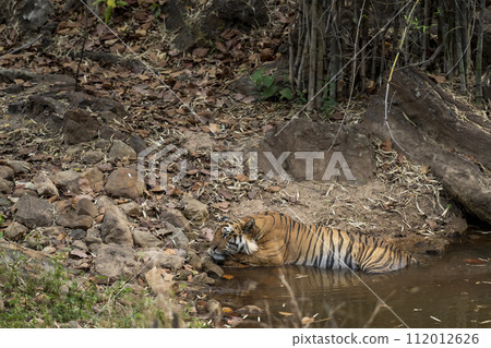 wild large huge male tiger or panthera tigris cooling resting his body in pond water and natural environment on extremely hot day in summer season evening safari bandhavgarh national park forest india wild large huge male tiger or panthera tigris cooling resting his body in pond water and natural environment on extremely hot day in summer season evening safari bandhavgarh national park forest india 112012626