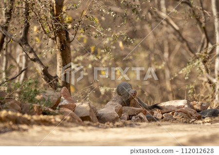 Indian grey mongoose or Herpestes edwardsii closeup or portrait on the rocks or stones with natural eye contact during wildlife safari at ranthambore national park forest rajasthan india asia Indian grey mongoose or Herpestes edwardsii closeup or portrait on the rocks or stones with natural eye contact during wildlife safari at ranthambore national park forest rajasthan india asia 112012628