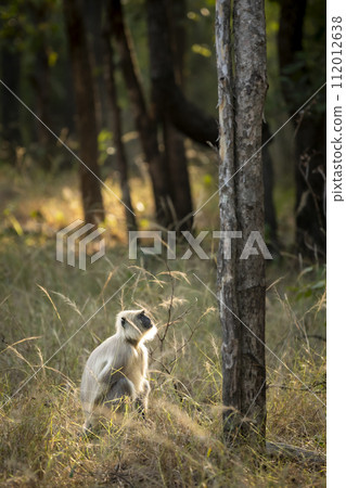 northern plains gray langur or Bengal sacred langur and Hanuman langur species of primate in Cercopithecidae family in winter season golden hour evening light and fur in rim lighting forest of india northern plains gray langur or Bengal sacred langur and Hanuman langur species of primate in Cercopithecidae family in winter season golden hour evening light and fur in rim lighting forest of india 112012638