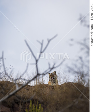 wild female tiger or tigress or panthera tigris sitting on top of the hill or mountain edge with tongue out face expression and natural blue sky background at ranthambore national park rajasthan india 112012639