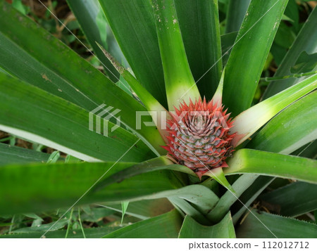pineapple, flower, blossom 112012712