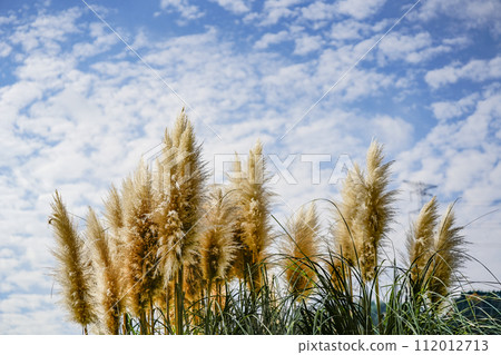 Autumn sky and pampas grass spikes 112012713