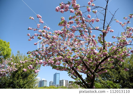 Osaka Mint Cherry Blossom Passage and Building 112013110