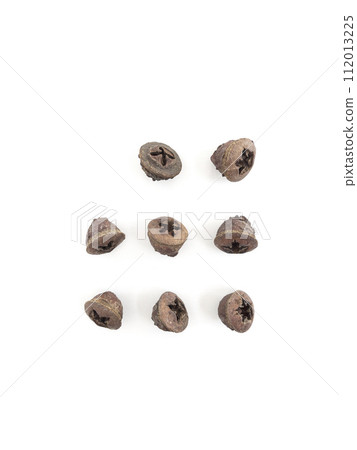 Dried fruits of eucalyptus globulous labile on white background Dried fruits of eucalyptus globulous labile on white background 112013225