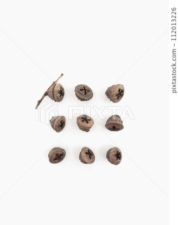 Dried fruits of eucalyptus globulous labile on white background Dried fruits of eucalyptus globulous labile on white background 112013226